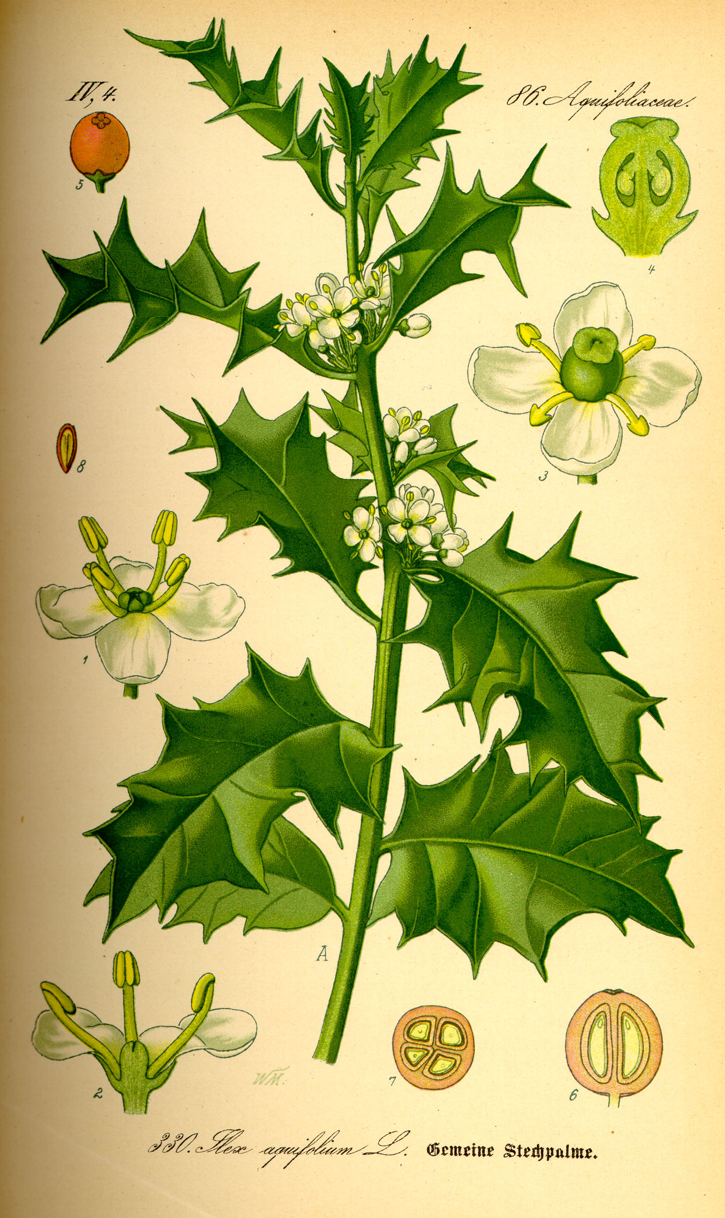 English holly